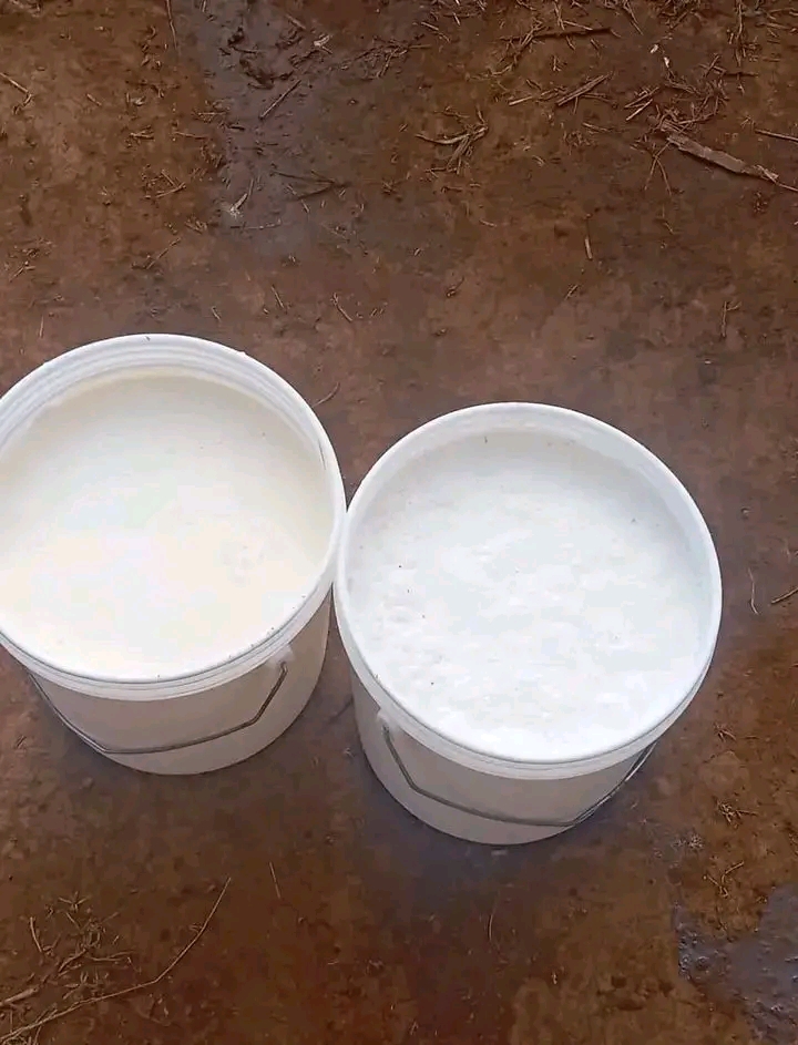 Fresh milk