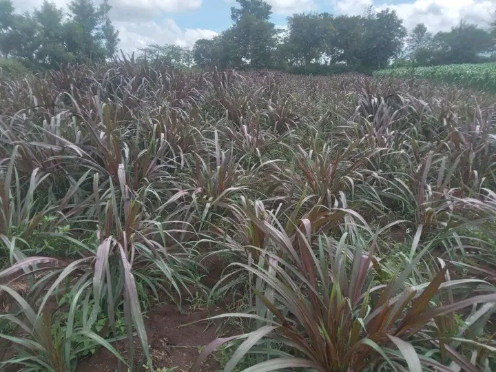 Napier grass