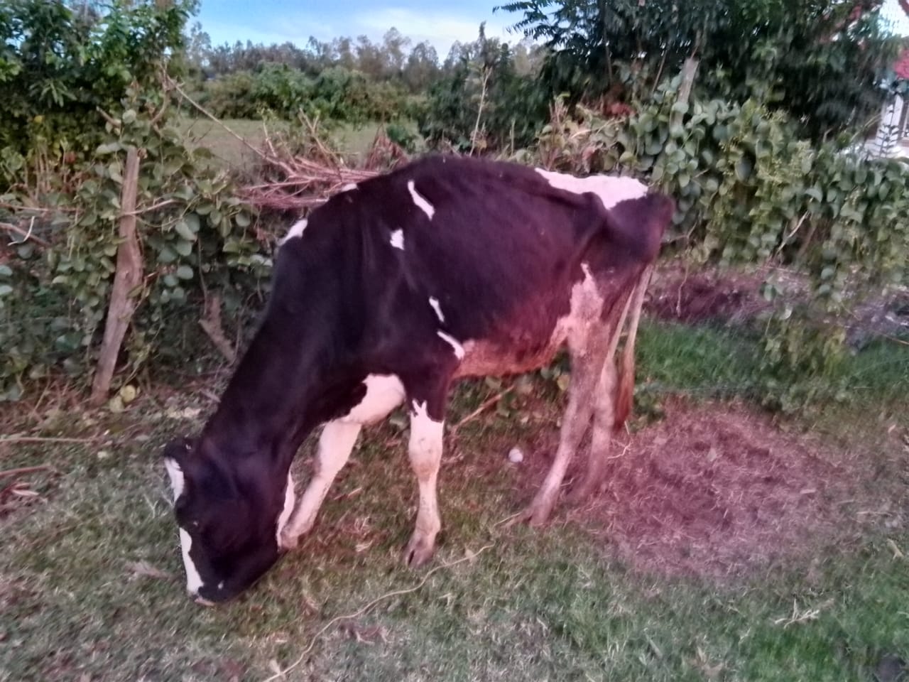 Animal health
