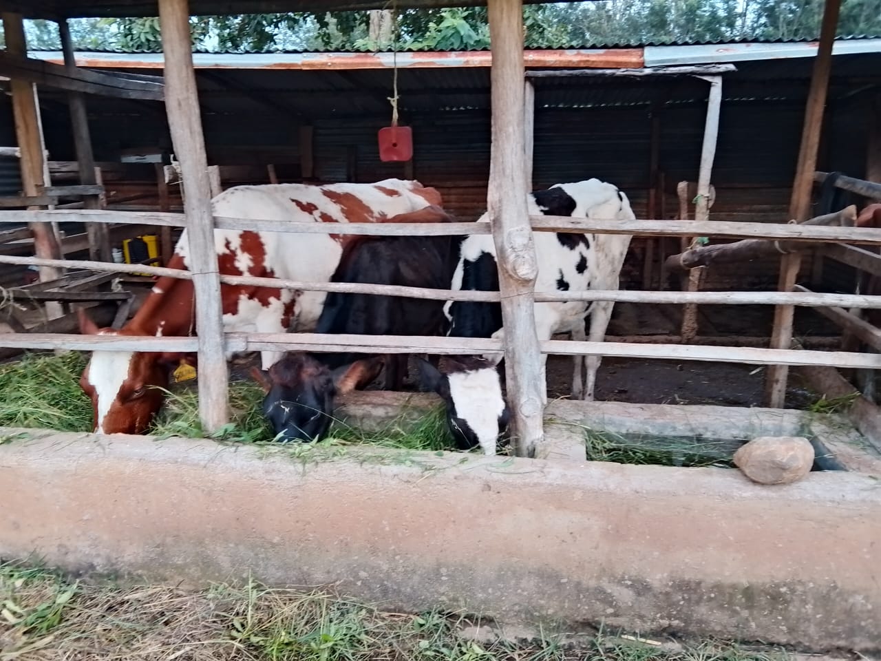 Stall feeding